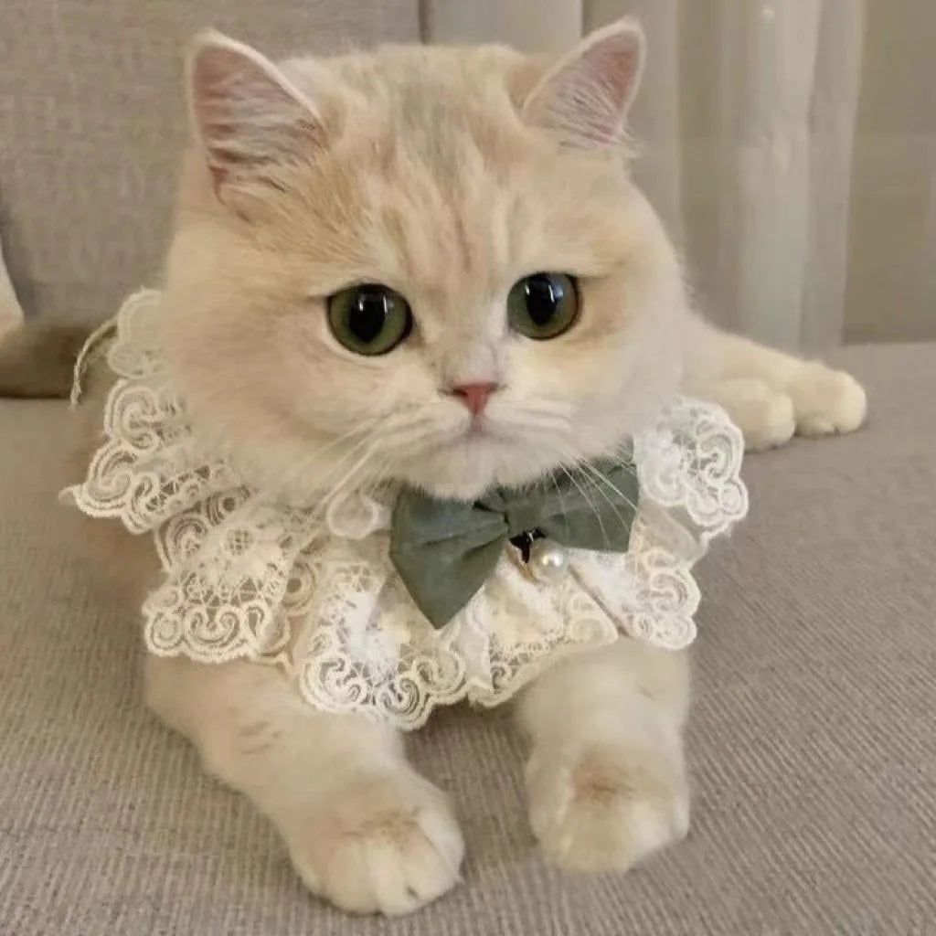 Pearl Pet Collar