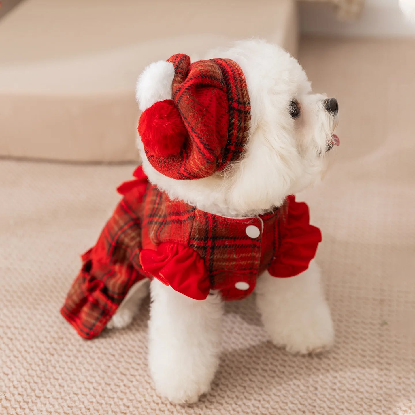 Frosty Paw Fashion