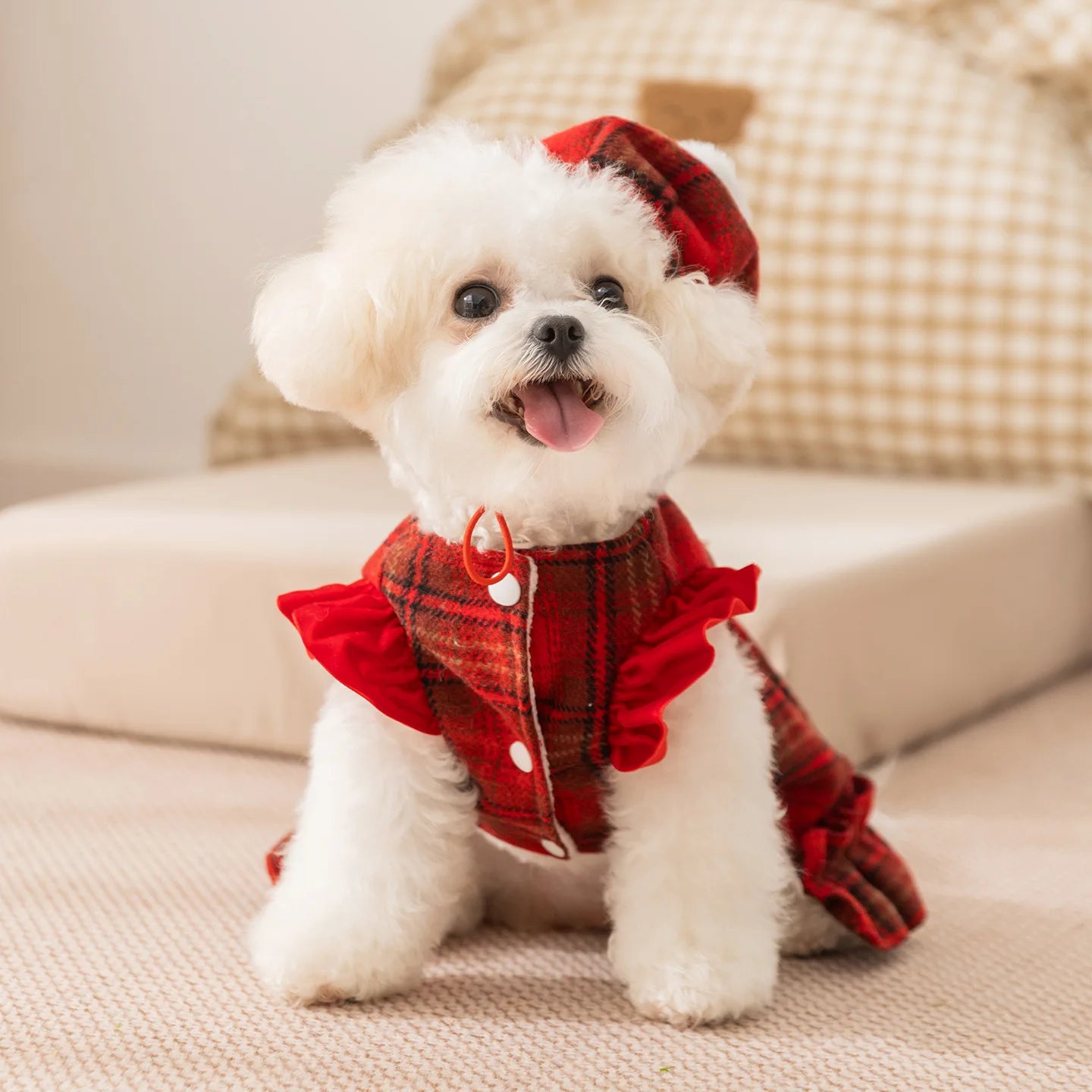 Frosty Paw Fashion
